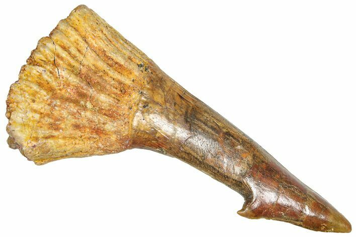 Bargain, Fossil Sawfish (Onchopristis) Rostral Barb - Morocco #366682